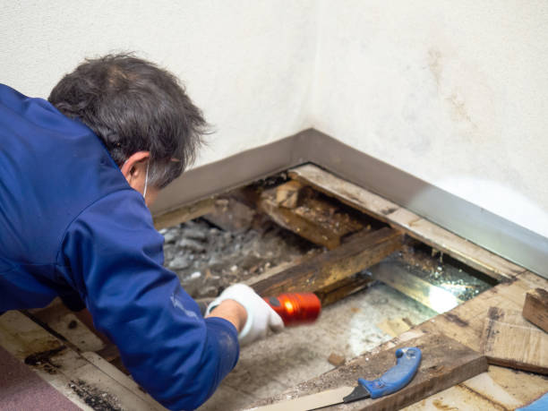 Home Mold Removal in Three Rivers, OR