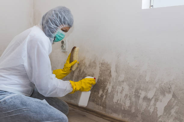 Attic Mold Removal in Three Rivers, OR