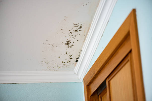 Best Mold Removal Specialists  in Three Rivers, OR