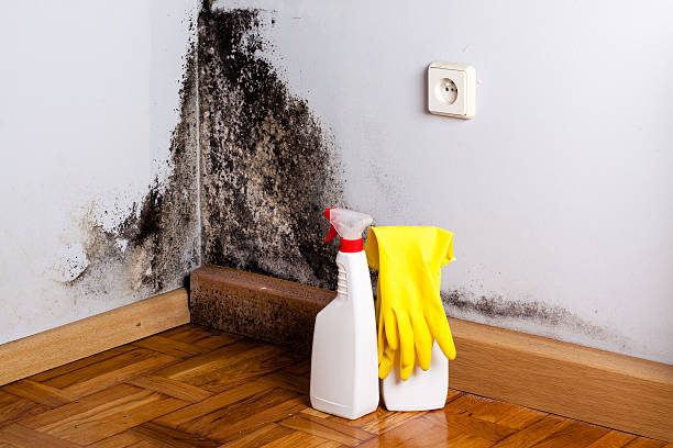 Best Attic Mold Removal  in Three Rivers, OR