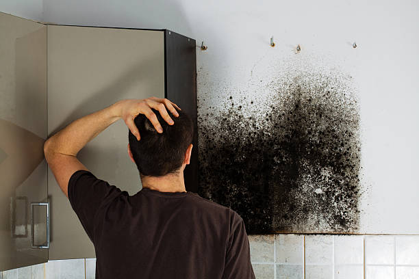 Best Office Mold Removal Services  in Three Rivers, OR