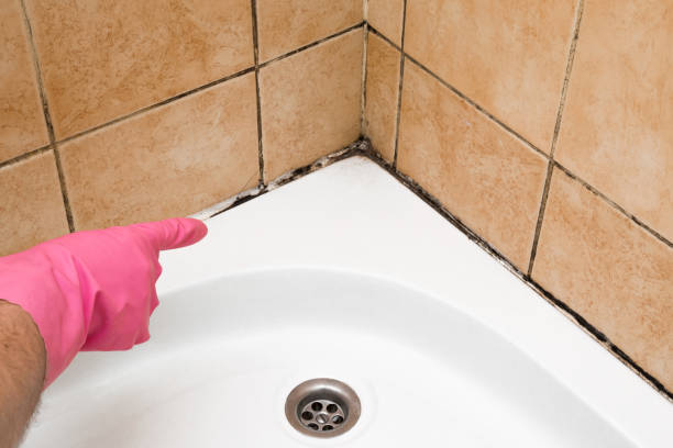 Three Rivers, OR Mold Removal Company