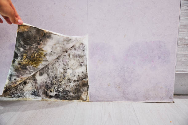 Best Best Mold Removal Companies  in Three Rivers, OR
